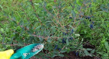 Jak, kdy a jak hnojit zimolez na jaře, v létě a na podzim?